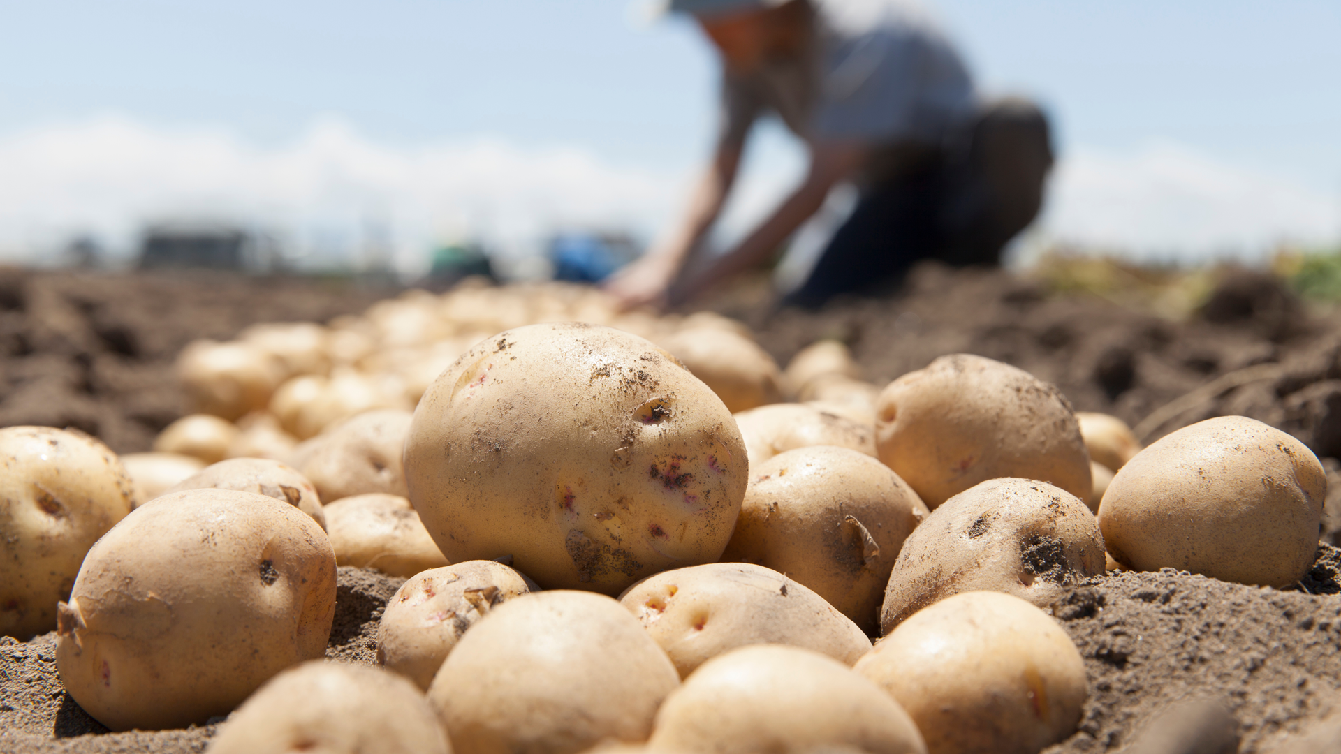 Agricultor recogiendo cosecha de papas