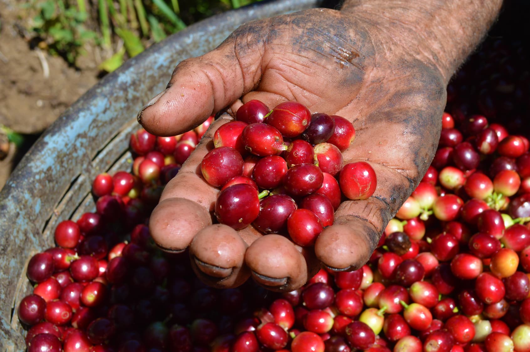 semillas de café en la mano