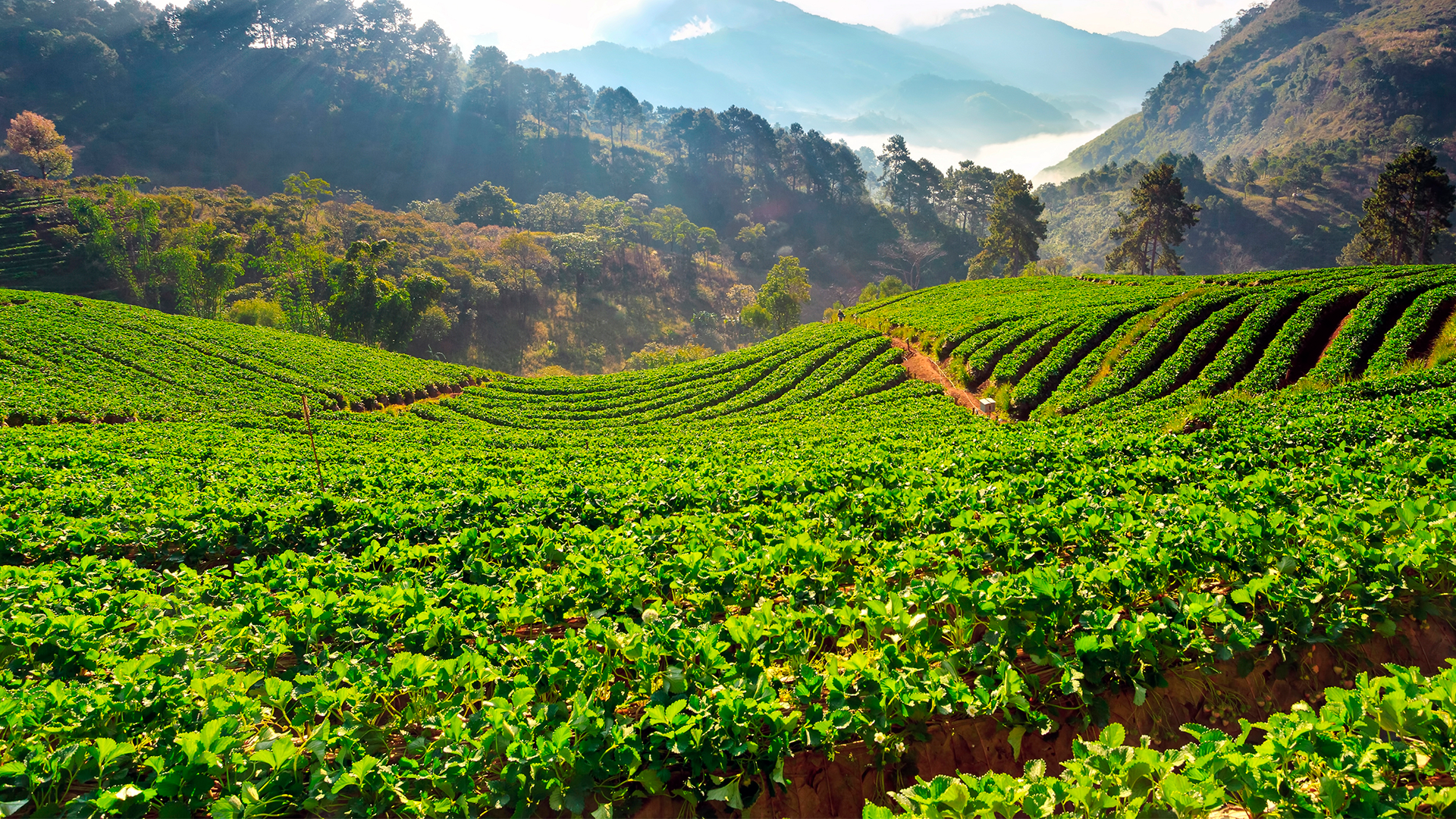 Paisaje de plantación agrícola en la terreno montañoso. ENA 2022. Cultivos.