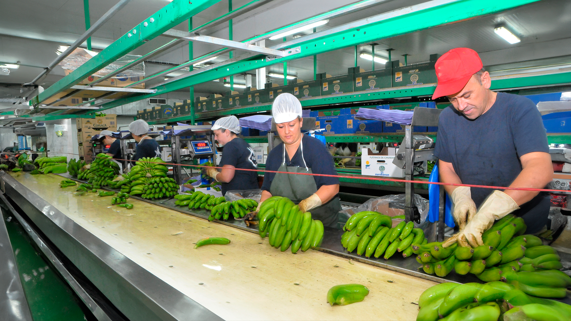 Personas trabajadoras en línea de producción de banano. Día de las Personas Trabajadoras. 2024.