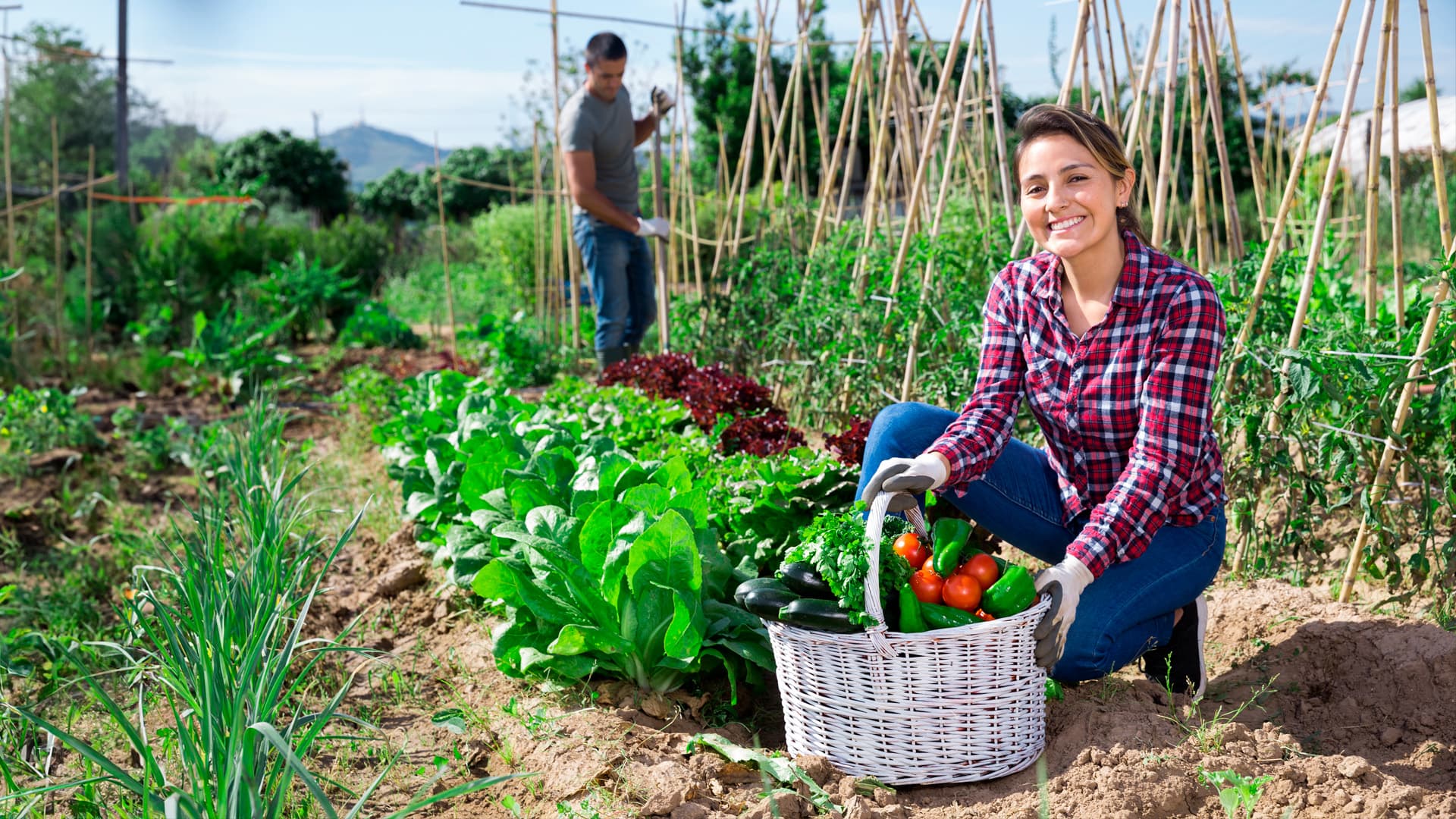 Mujer trabaja en huerta recolectando productos frescos. ECE. TRIM FMA 2024.