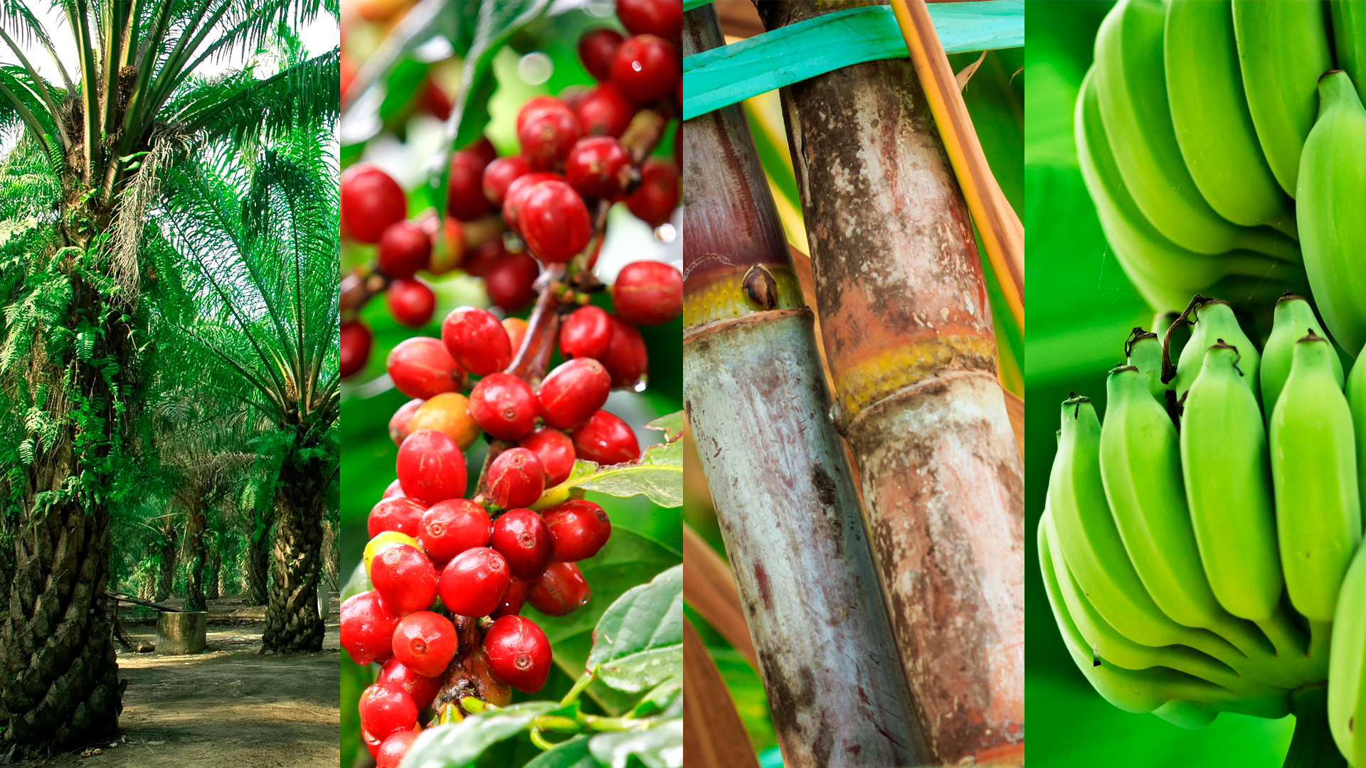 Cultivos de palma aceitera, café, caña de azúcar y banano. ENA 2023. Resultados agrícolas y forestales.