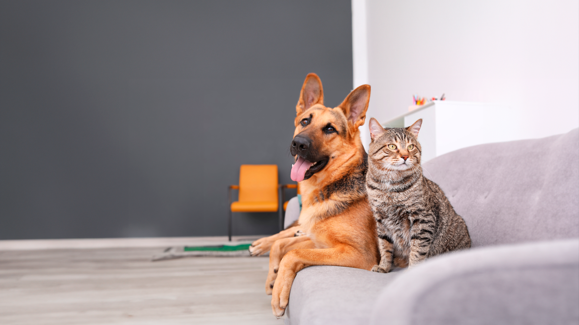 Perro y gato sentados en sillón en sala de casa. ENAHO 2024. Módulo especial de perros y gatos como mascotas en el hogar.