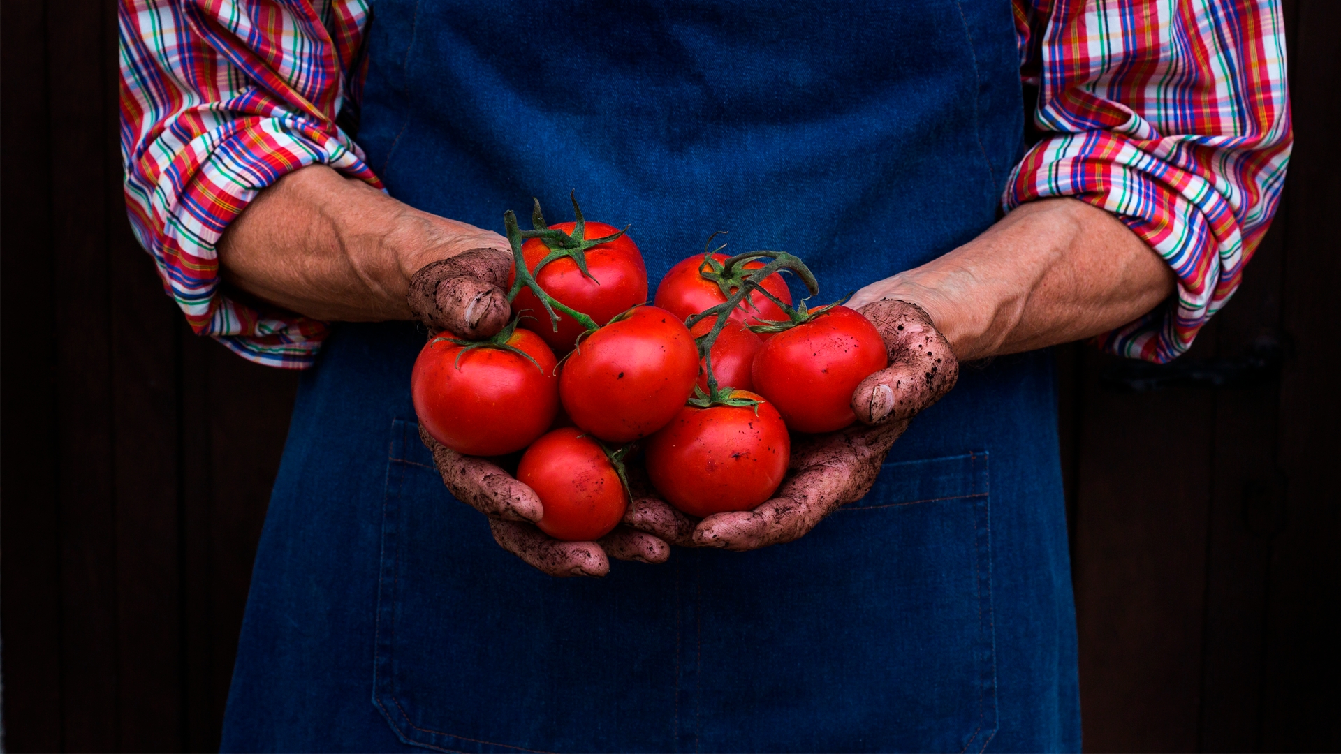 Manos de agricultor con delantal sostienen tomates maduros recién cosechados. IPC Diciembre 2022.