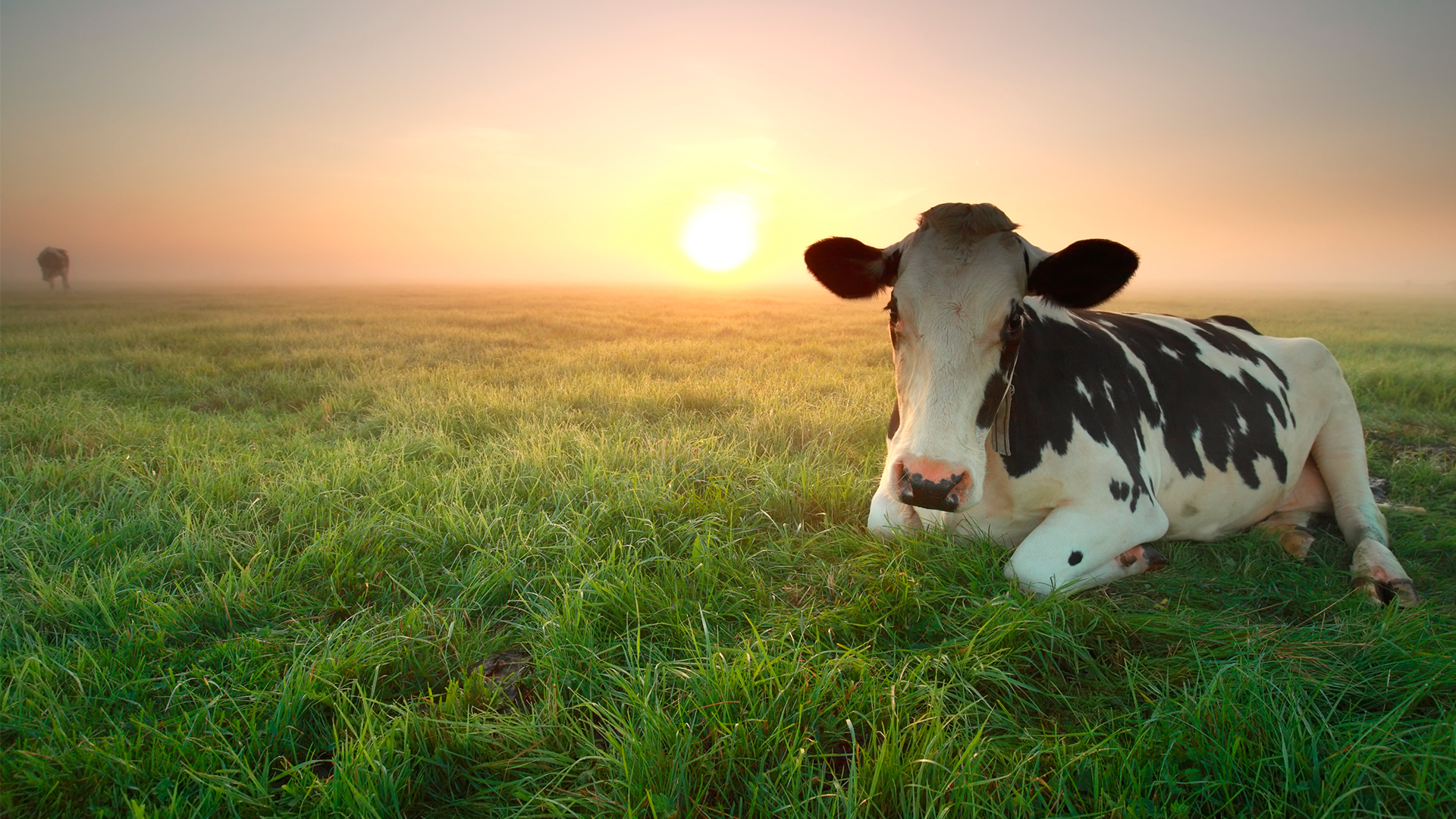 Vaca lechera descansa sobre el pasto en potrero a la hora del amanecer. ENA 2022. Ganado.